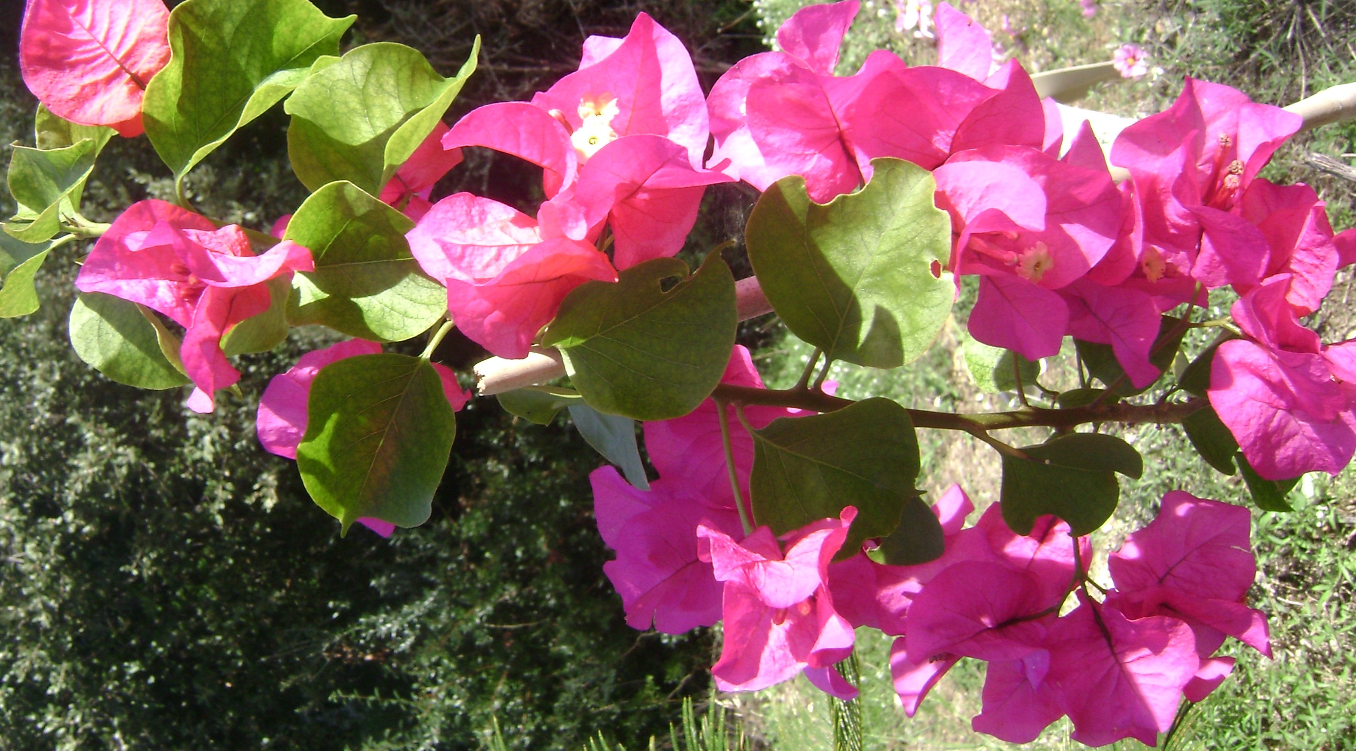bougainvillées
